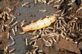 Termite Image 2